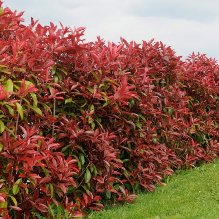 Rote Glanzmispel | Photinia Fraseri 'Red Robin' kaufen? | Grnes Paradies