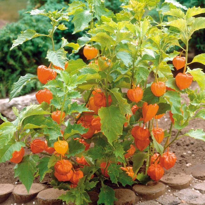 Physalis\u0020alkekengi\u0020franchetii\u0020\u002D\u0020Lampionblume Physalis\u0020alkekengi\u0020franchetii\u0020\u002D\u0020Lampionblume