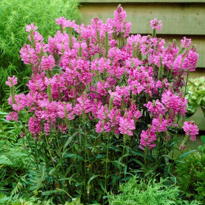 Physostegia\u0020virginiana\u0020\u0027Bouquet\u0020Rose\u0027\u0020\u002D\u0020Gelenkblume Physostegia\u0020virginiana\u0020\u0027Bouquet\u0020Rose\u0027\u0020\u002D\u0020Gelenkblume