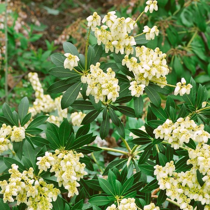 Pieris\u0020japonica\u0020\u0027Debutante\u0027\u0020\u002D\u0020Lavendelheide Pieris\u0020japonica\u0020\u0027Debutante\u0027\u0020\u002D\u0020Lavendelheide