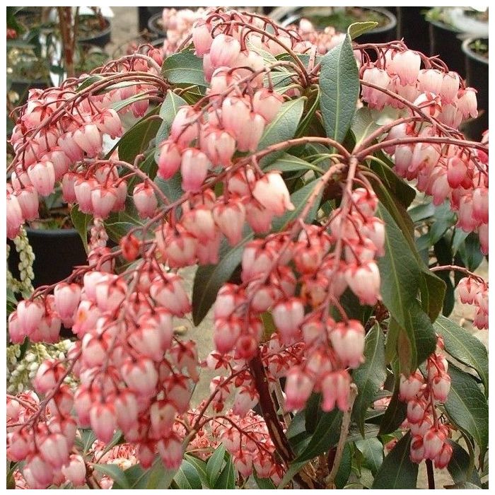 Pieris japonica 'Katsura' - Lavendelheide