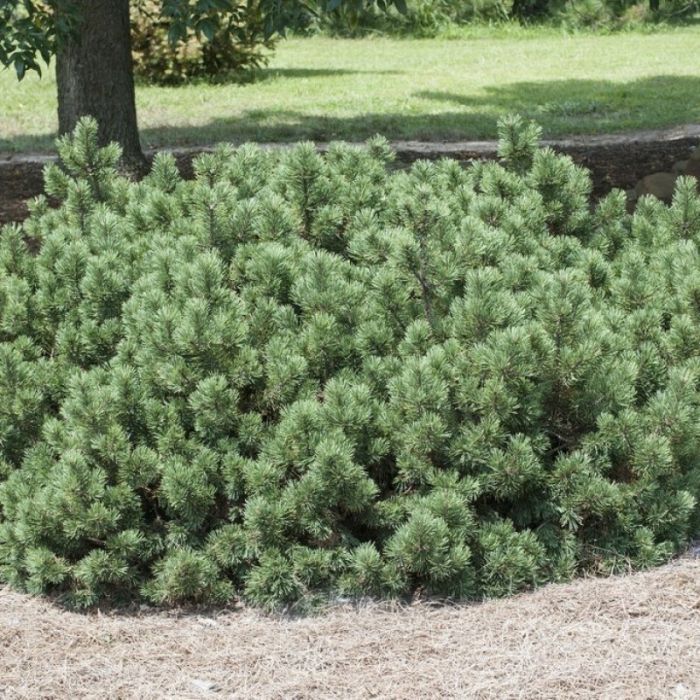Pinus mugo 'Pumilio' - Kiefern 