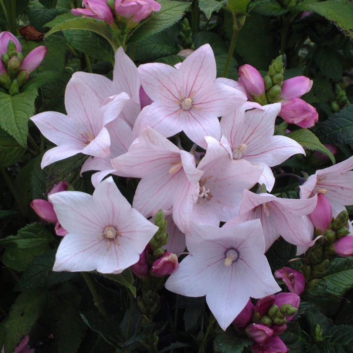 Platycodon\u0020grandiflorus\u0020Astra\u0020Pink\u0020\u002D\u0020Ballonblume Platycodon\u0020grandiflorus\u0020Astra\u0020Pink\u0020\u002D\u0020Ballonblume