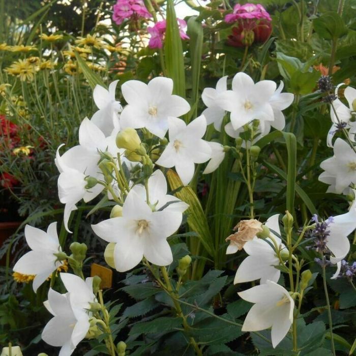 Platycodon\u0020grandiflorus\u0020\u0027Astra\u0020White\u0027\u0020\u002D\u0020Ballonblume Platycodon\u0020grandiflorus\u0020\u0027Astra\u0020White\u0027\u0020\u002D\u0020Ballonblume