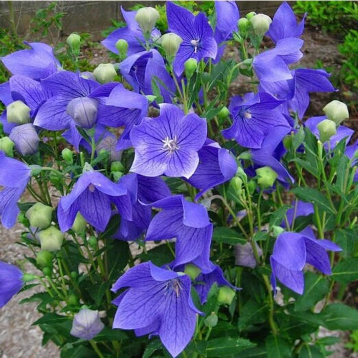 Platycodon\u0020grandiflorus\u0020\u0027Mariesii\u0027\u0020\u002D\u0020Ballonblume Platycodon\u0020grandiflorus\u0020\u0027Mariesii\u0027\u0020\u002D\u0020Ballonblume