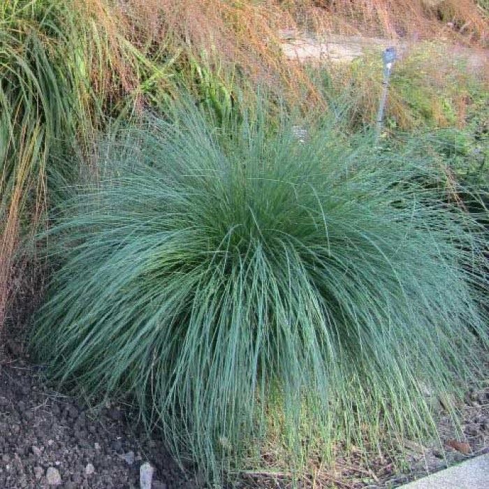 Poa\u0020labillardieri\u0020\u2018Glauca\u2019\u0020\u002D\u0020Rispengras Poa\u0020labillardieri\u0020\u2018Glauca\u2019\u0020\u002D\u0020Rispengras
