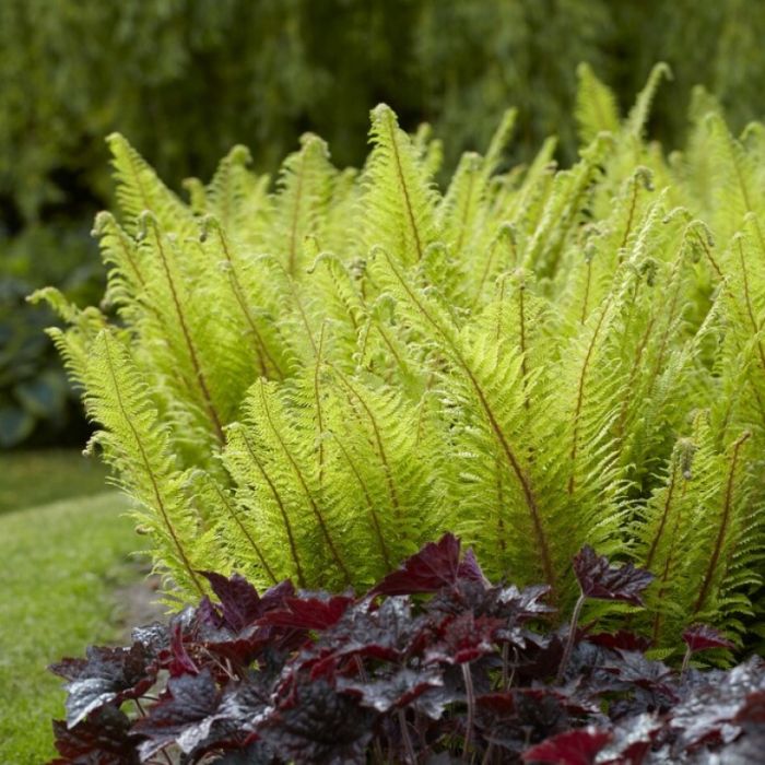 Polystichum\u0020setiferum\u0020\u0027Dahlem\u0027\u0020\u002D\u0020Weicher\u0020Wurmfarn Polystichum\u0020setiferum\u0020\u0027Dahlem\u0027\u0020\u002D\u0020Weicher\u0020Wurmfarn