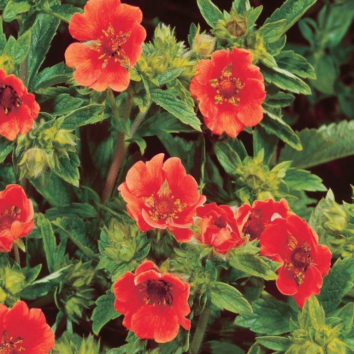 Potentilla atrosanguinea 'Gibson Scarlet' - Fingerkraut Potentilla atrosanguinea 'Gibson Scarlet' - Fingerkraut