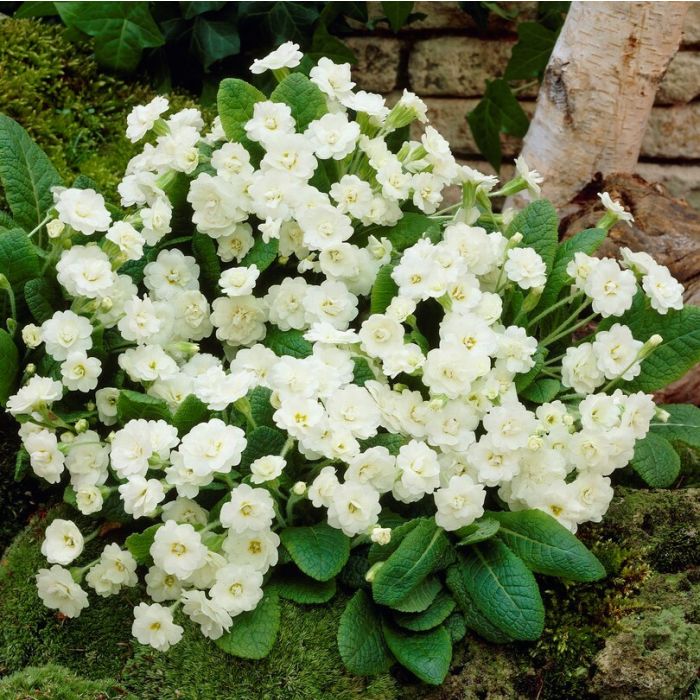 Primula\u0020denticulata\u0020\u0027Alba\u0027\u0020\u002D\u0020Primel Primula\u0020denticulata\u0020\u0027Alba\u0027\u0020\u002D\u0020Primel
