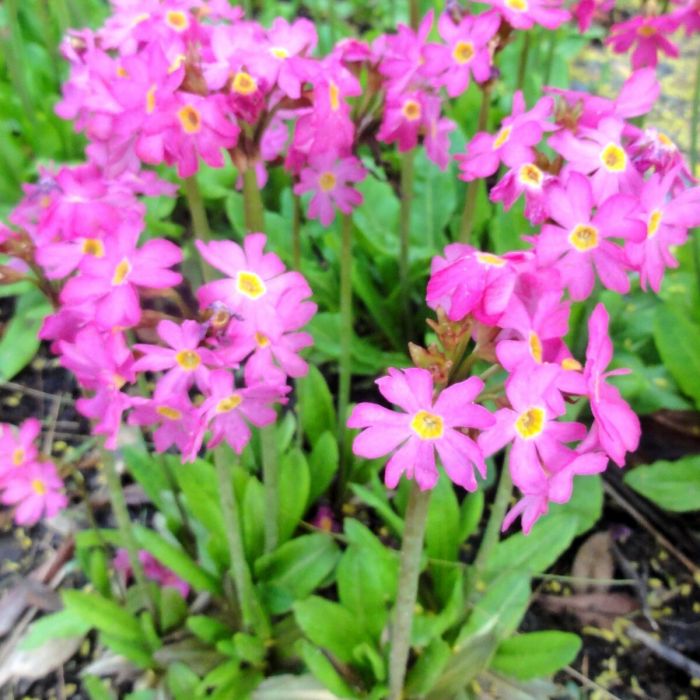 Primula\u0020rosea\u0020\u0027Grandiflora\u0027\u0020\u002D\u0020Primel Primula\u0020rosea\u0020\u0027Grandiflora\u0027\u0020\u002D\u0020Primel