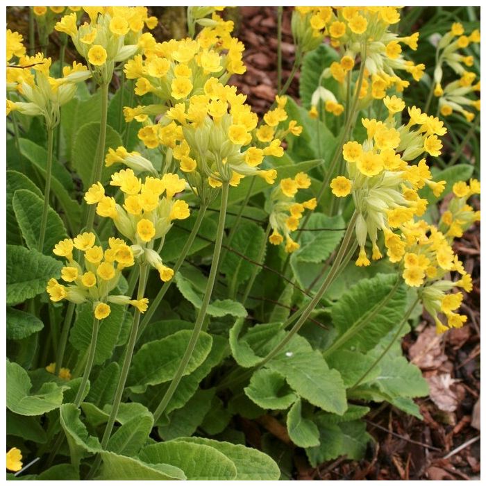 Primula veris - Primel