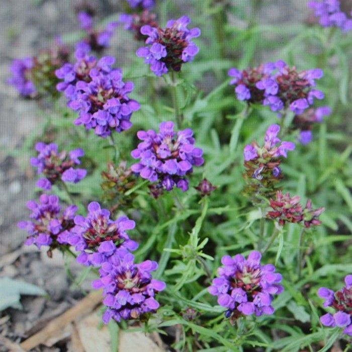 Prunella\u0020grandiflora\u0020\u0027Bella\u0020Blue\u0027\u0020\u002D\u0020Braunelle Prunella\u0020grandiflora\u0020\u0027Bella\u0020Blue\u0027\u0020\u002D\u0020Braunelle