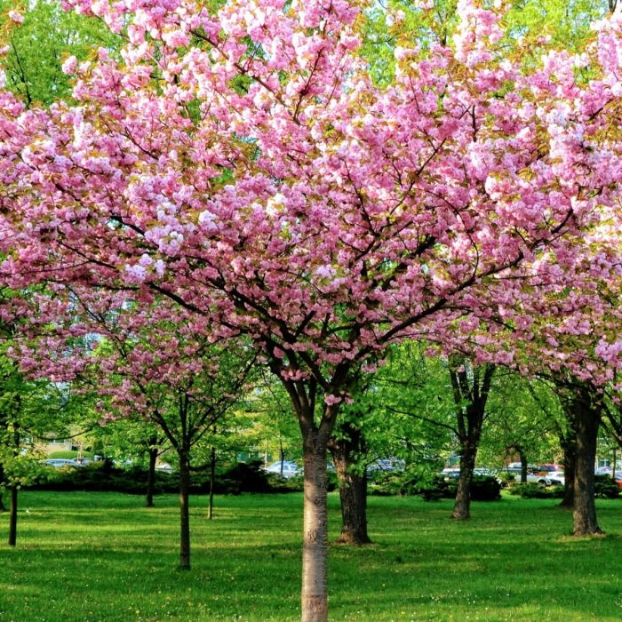 Prunus\u0020triloba\u0020\u002D\u0020Mandelb\u00E4umchen Prunus\u0020triloba\u0020\u002D\u0020Mandelb\u00E4umchen