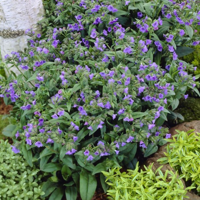 Pulmonaria\u0020\u0027Blue\u0020Ensign\u0027\u0020\u002D\u0020Lungenkraut Pulmonaria\u0020\u0027Blue\u0020Ensign\u0027\u0020\u002D\u0020Lungenkraut