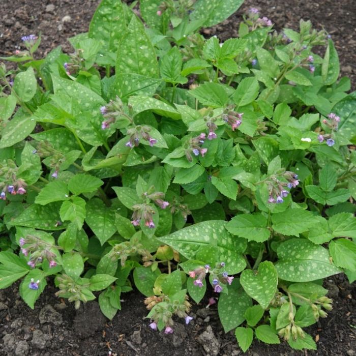 Pulmonaria\u0020officinalis\u0020\u002D\u0020Lungenkraut Pulmonaria\u0020officinalis\u0020\u002D\u0020Lungenkraut