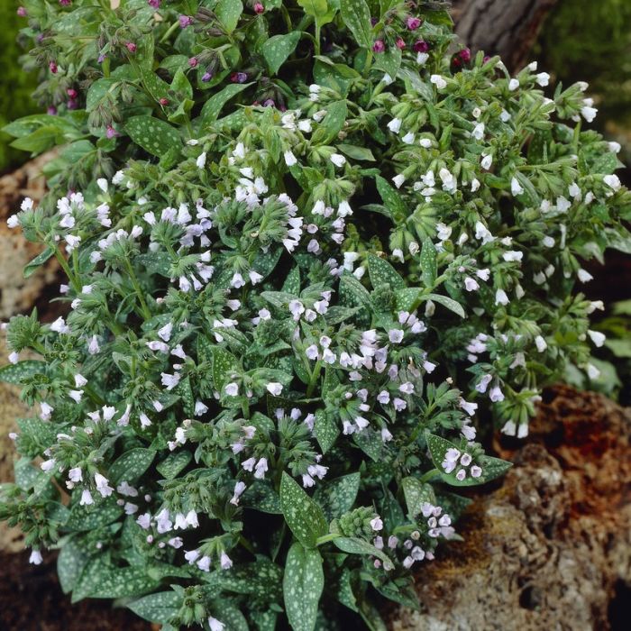 Pulmonaria\u0020officinalis\u0020\u0027Sissinghurst\u0020White\u0027\u0020\u002D\u0020Lungenkraut\u0020 Pulmonaria\u0020officinalis\u0020\u0027Sissinghurst\u0020White\u0027\u0020\u002D\u0020Lungenkraut\u0020