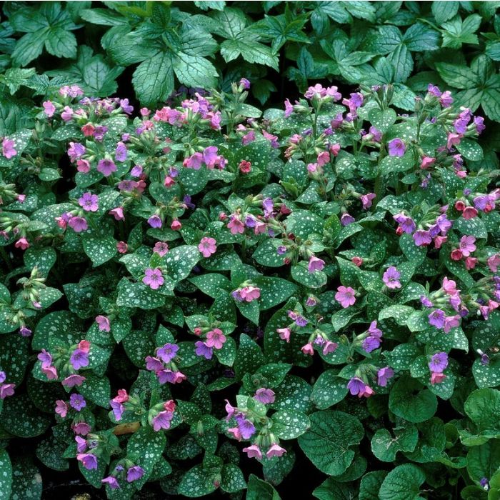Pulmonaria\u0020saccharata\u0020\u0027Mrs\u0020Moon\u0027\u0020\u002D\u0020Lungenkraut Pulmonaria\u0020saccharata\u0020\u0027Mrs\u0020Moon\u0027\u0020\u002D\u0020Lungenkraut