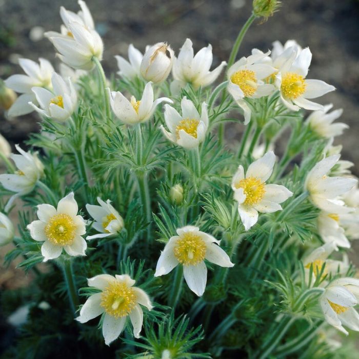 Pulsatilla\u0020vulgaris\u0020\u0027Alba\u0027\u0020\u002D\u0020Kuhschelle Pulsatilla\u0020vulgaris\u0020\u0027Alba\u0027\u0020\u002D\u0020Kuhschelle