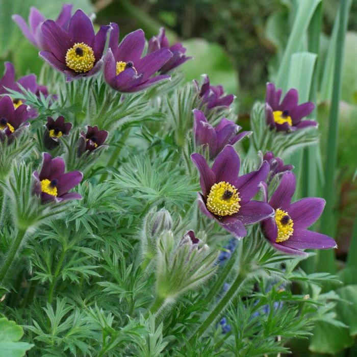 Pulsatilla\u0020vulgaris\u0020\u0027Pulsar\u0020Violet\u0020Shades\u0027\u0020\u002D\u0020Kuhschelle Pulsatilla\u0020vulgaris\u0020\u0027Pulsar\u0020Violet\u0020Shades\u0027\u0020\u002D\u0020Kuhschelle