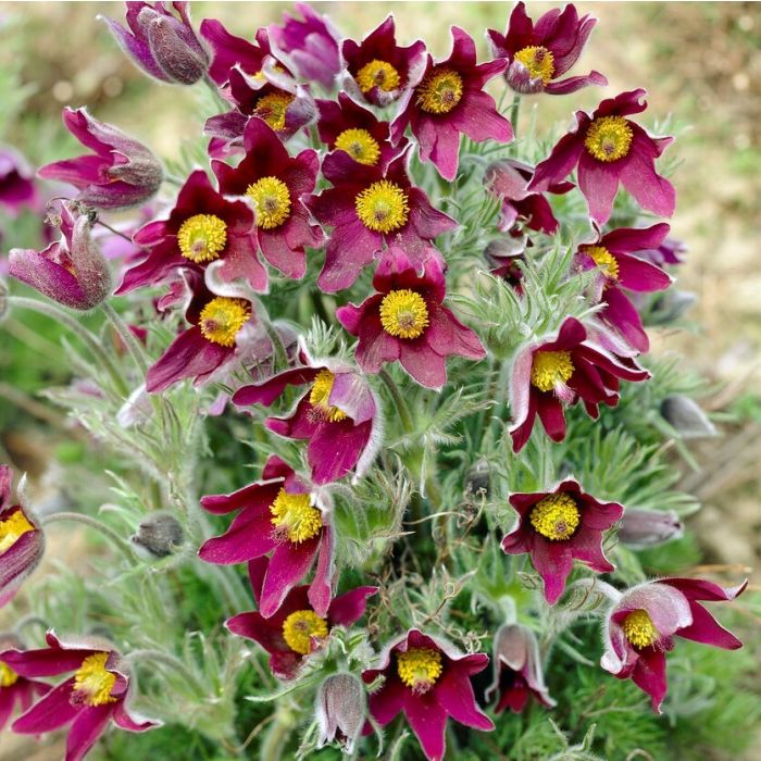 Pulsatilla\u0020vulgaris\u0020\u0027Rubra\u0027\u0020\u002D\u0020Kuhschelle Pulsatilla\u0020vulgaris\u0020\u0027Rubra\u0027\u0020\u002D\u0020Kuhschelle