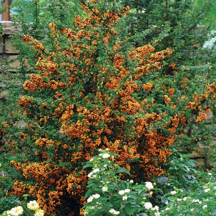 Pyracantha\u0020\u0027Teton\u0027\u0020\u002D\u0020Feuerdorn\u0020 Pyracantha\u0020\u0027Teton\u0027\u0020\u002D\u0020Feuerdorn\u0020