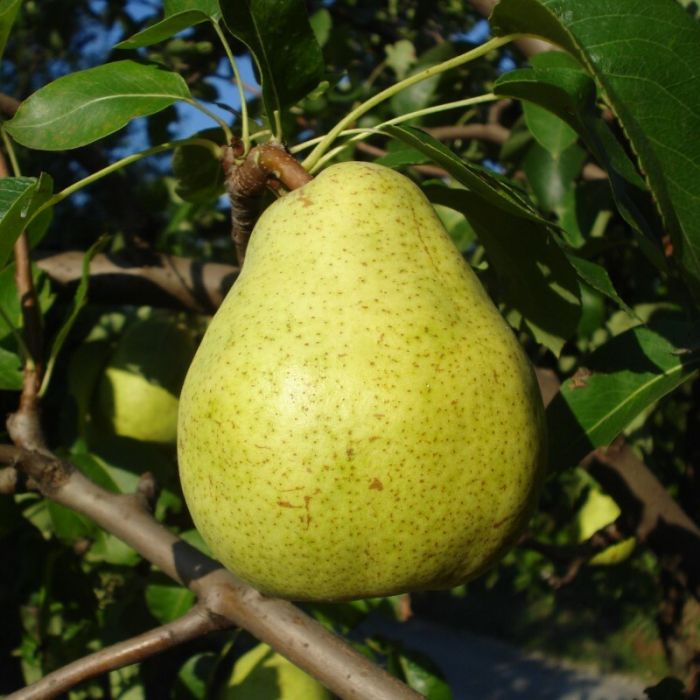 Pyrus\u0020communis\u0020\u0027Doyenn\u00E9\u0020du\u0020Comice\u0027\u0020\u002D\u0020Birne Pyrus\u0020communis\u0020\u0027Doyenn\u00E9\u0020du\u0020Comice\u0027\u0020\u002D\u0020Birne