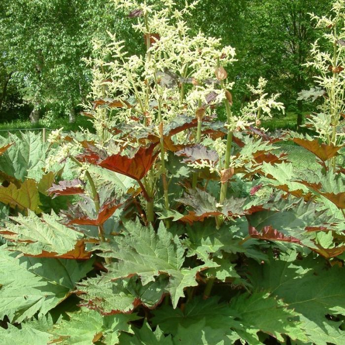 Rheum palmatum tanguticum - Rhabarber Rheum palmatum tanguticum - Rhabarber