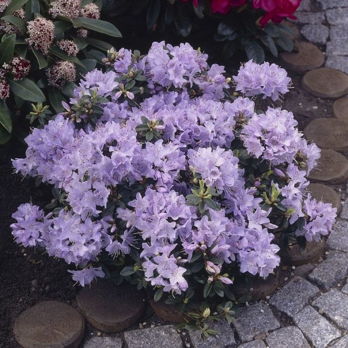 welcher rhododendron wächst schnell Rhododendron Marie Forte | 80-100 cm im Topf main image 0