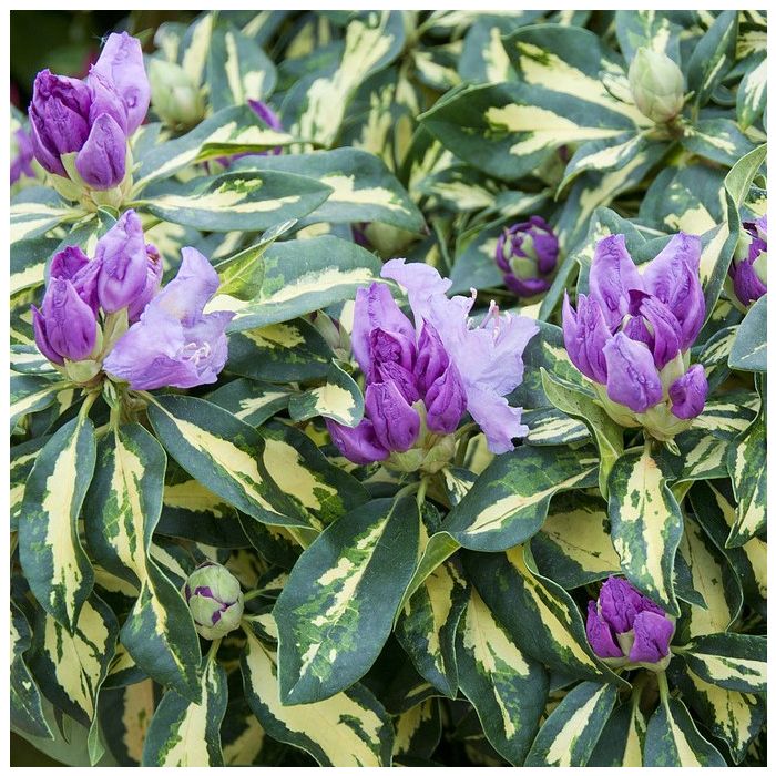 Rhododendron 'Goldflimmer' - Rhododendron Rhododendron 'Goldflimmer' - Rhododendron
