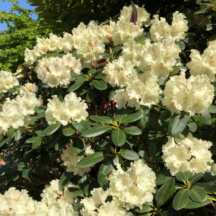Rhododendron\u0020\u0027Horizon\u0020Monarch\u0027\u0020\u002D\u0020Rhododendron Rhododendron\u0020\u0027Horizon\u0020Monarch\u0027\u0020\u002D\u0020Rhododendron