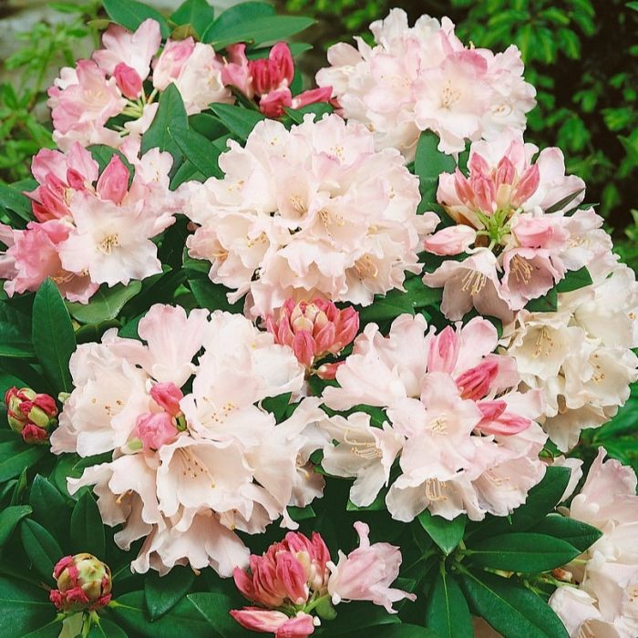 Rhododendron wei rosa | Rhododendron 'Dreamland' kaufen? | Grnes Paradies
