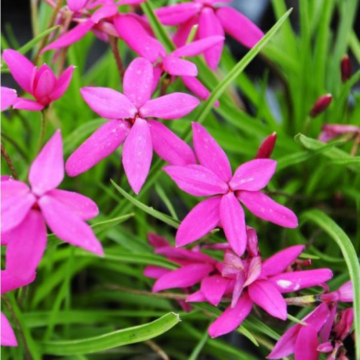 Rhodohypoxis 'Donald Man' - Sternchengras