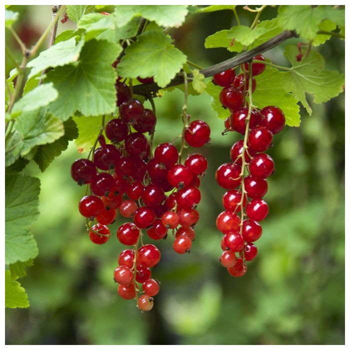 Ribes\u0020rubrum\u0020\u0027Jonkheer\u0020Van\u0020Tets\u0027\u0020\u002D\u0020Johannisbeere Ribes\u0020rubrum\u0020\u0027Jonkheer\u0020Van\u0020Tets\u0027\u0020\u002D\u0020Johannisbeere
