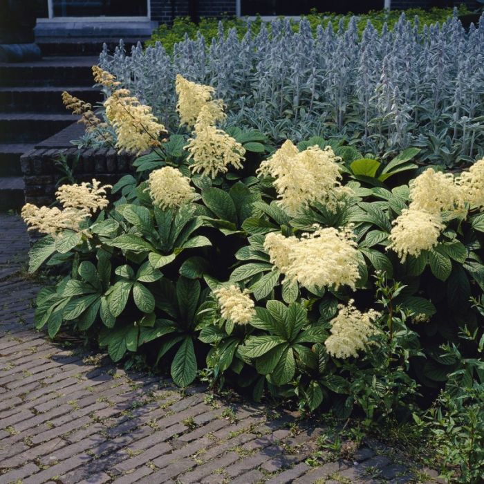 Rodgersia\u0020aesculifolia\u0020\u002D\u0020Schaublatt Rodgersia\u0020aesculifolia\u0020\u002D\u0020Schaublatt
