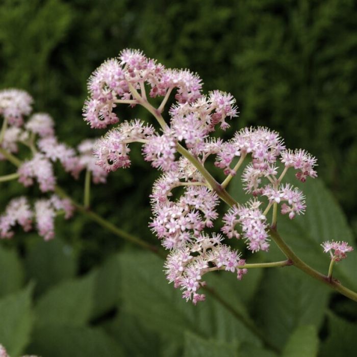 Rodgersia pinnata - Schaublatt