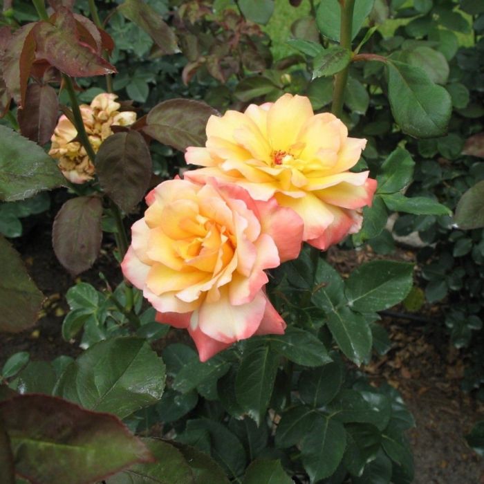 Rosa\u0020\u0027Amber\u0020Queen\u0027\u0020\u002D\u0020Strauchrose Rosa\u0020\u0027Amber\u0020Queen\u0027\u0020\u002D\u0020Strauchrose