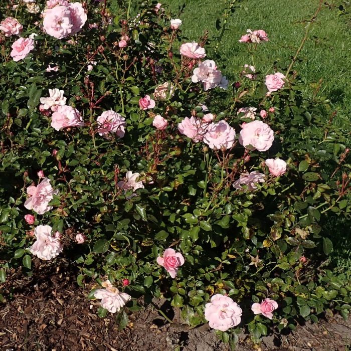 Rosa\u0020\u0027Bonica\u0027\u0020\u002D\u0020Strauchrose Rosa\u0020\u0027Bonica\u0027\u0020\u002D\u0020Strauchrose