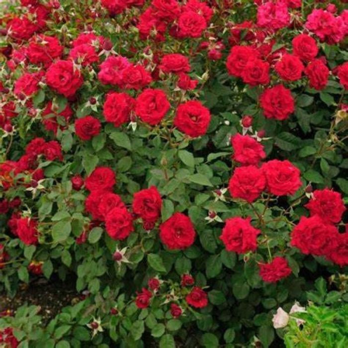 Rosa 'Satchmo'