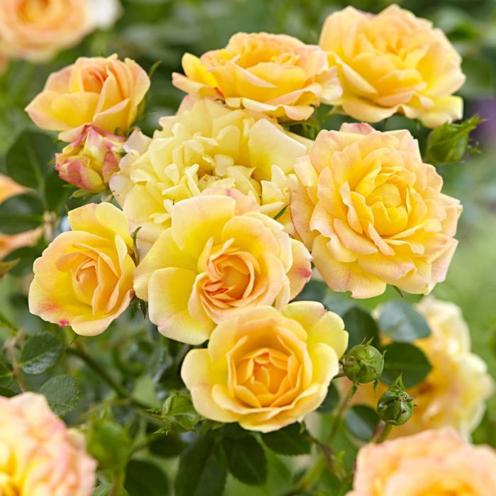 Rosa\u0020the\u0020Fairy\u0020\u0027Yellow\u0027\u0020\u002D\u0020Strauchrose Rosa\u0020the\u0020Fairy\u0020\u0027Yellow\u0027\u0020\u002D\u0020Strauchrose