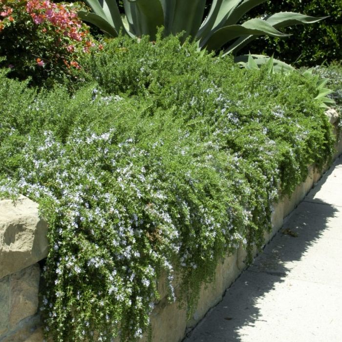 Rosmarinus officinalis 'Prostratus' - Rosmarin