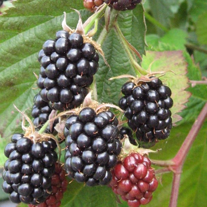 Rubus\u0020fruticosa\u0020\u0027Chester\u0020Thornless\u0027\u0020\u002D\u0020Brombeere Rubus\u0020fruticosa\u0020\u0027Chester\u0020Thornless\u0027\u0020\u002D\u0020Brombeere