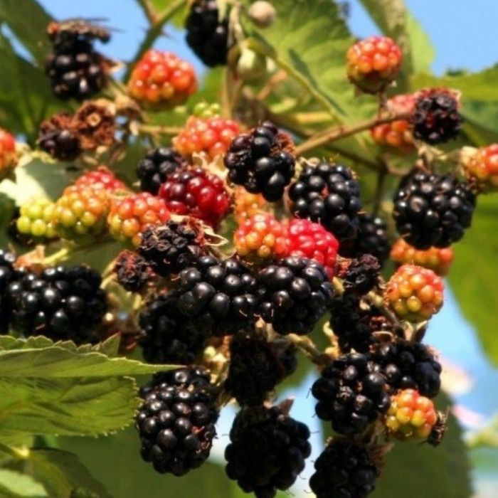 Rubus\u0020tricolor\u0020\u002D\u0020Brombeere Rubus\u0020tricolor\u0020\u002D\u0020Brombeere