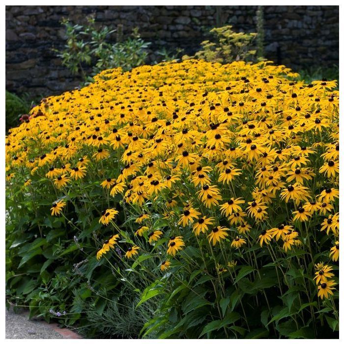 Rudbeckia\u0020fulgida\u0020\u0027Goldsturm\u0027\u0020\u002D\u0020Sonnenhut\u0020 Rudbeckia\u0020fulgida\u0020\u0027Goldsturm\u0027\u0020\u002D\u0020Sonnenhut\u0020