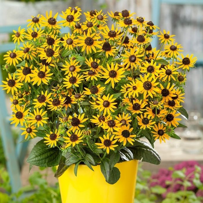Rudbeckia\u0020fulgida\u0020\u0027Little\u0020Goldstar\u0027\u0020\u002D\u0020Sonnenhut\u0020 Rudbeckia\u0020fulgida\u0020\u0027Little\u0020Goldstar\u0027\u0020\u002D\u0020Sonnenhut\u0020