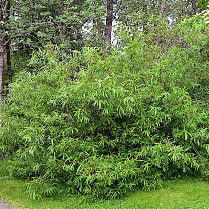 Salix\u0020udensis\u0020\u0027Sekka\u0027\u0020\u002D\u0020Weiden Salix\u0020udensis\u0020\u0027Sekka\u0027\u0020\u002D\u0020Weiden
