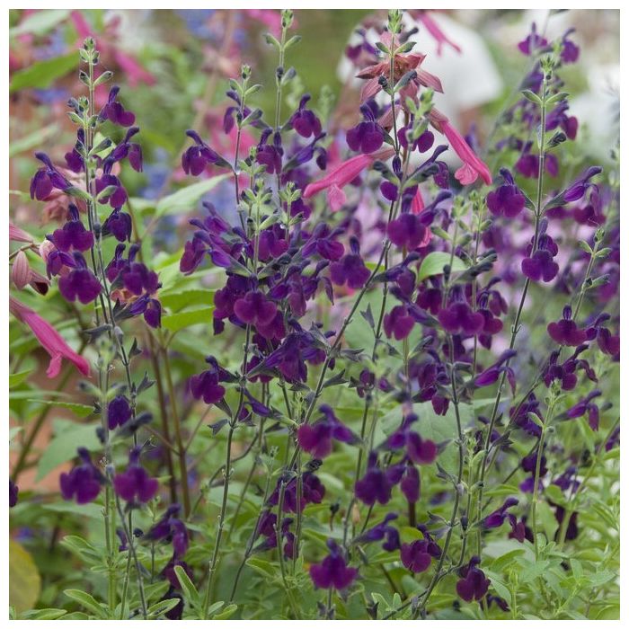 Salvia jamensis 'Nachtvlinder' - Salbei Salvia jamensis 'Nachtvlinder' - Salbei