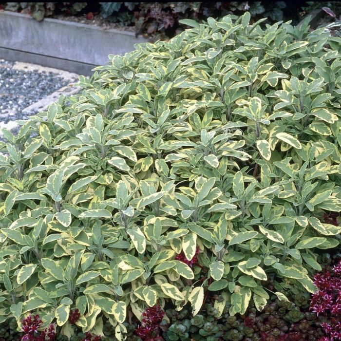 Salvia\u0020officinalis\u0020\u0027Icterina\u0027\u0020\u002D\u0020Salbei Salvia\u0020officinalis\u0020\u0027Icterina\u0027\u0020\u002D\u0020Salbei