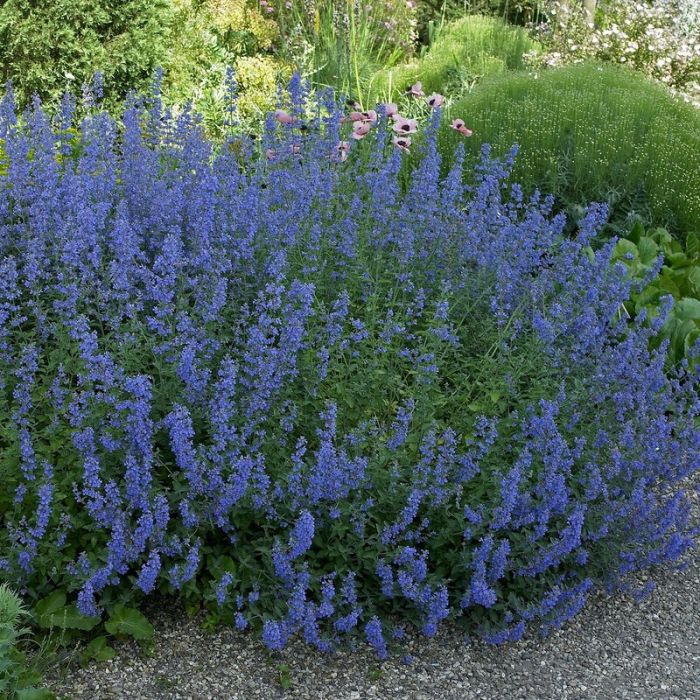 Salvia\u0020pratensis\u0020\u002D\u0020Salbei Salvia\u0020pratensis\u0020\u002D\u0020Salbei