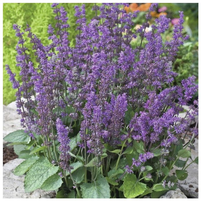 Salvia verticillata 'Endless Love' - Salbei