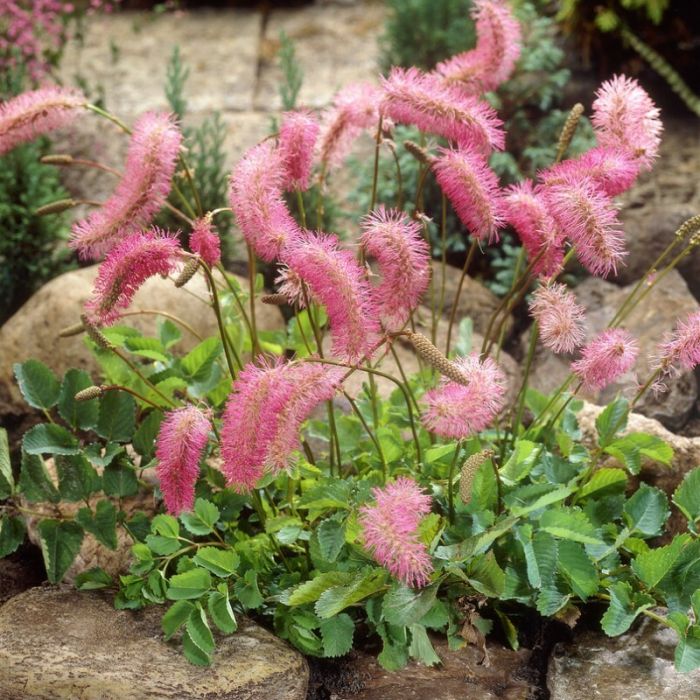 Sanguisorba obtusa - Wiesenknopf
